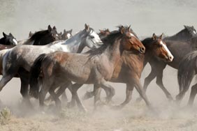 wild horses